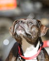 adoptable Dog in Gainesville, FL named Eve