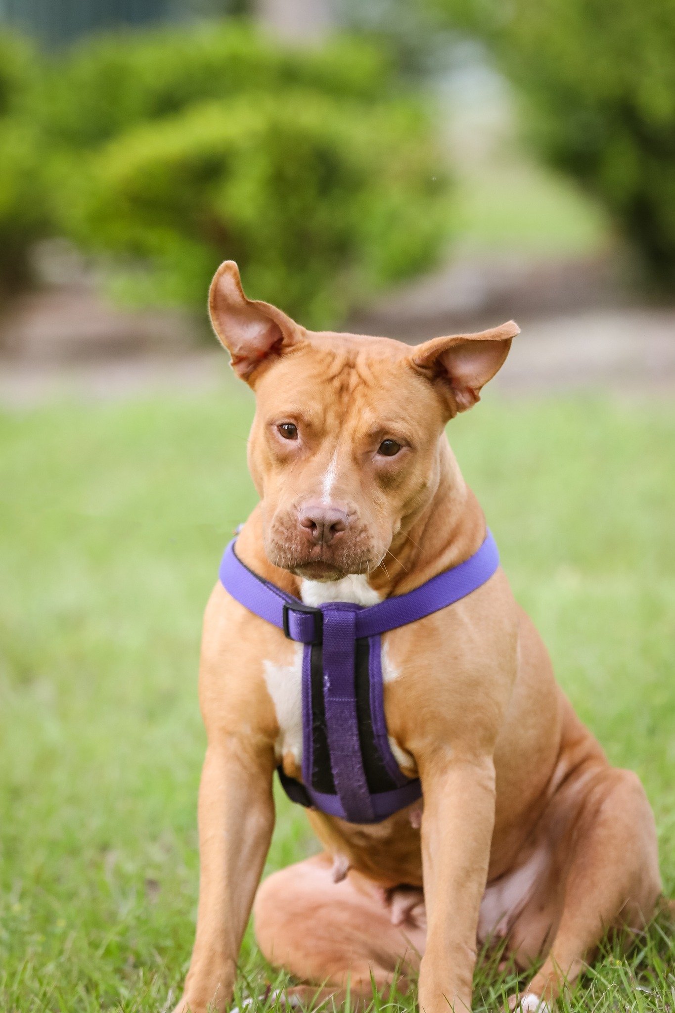 adoptable Dog in Gainesville, FL named Marley Ella