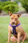 adoptable Dog in gainesville, GA named Marley Ella