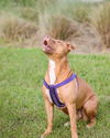 adoptable Dog in Gainesville, FL named Marley Ella