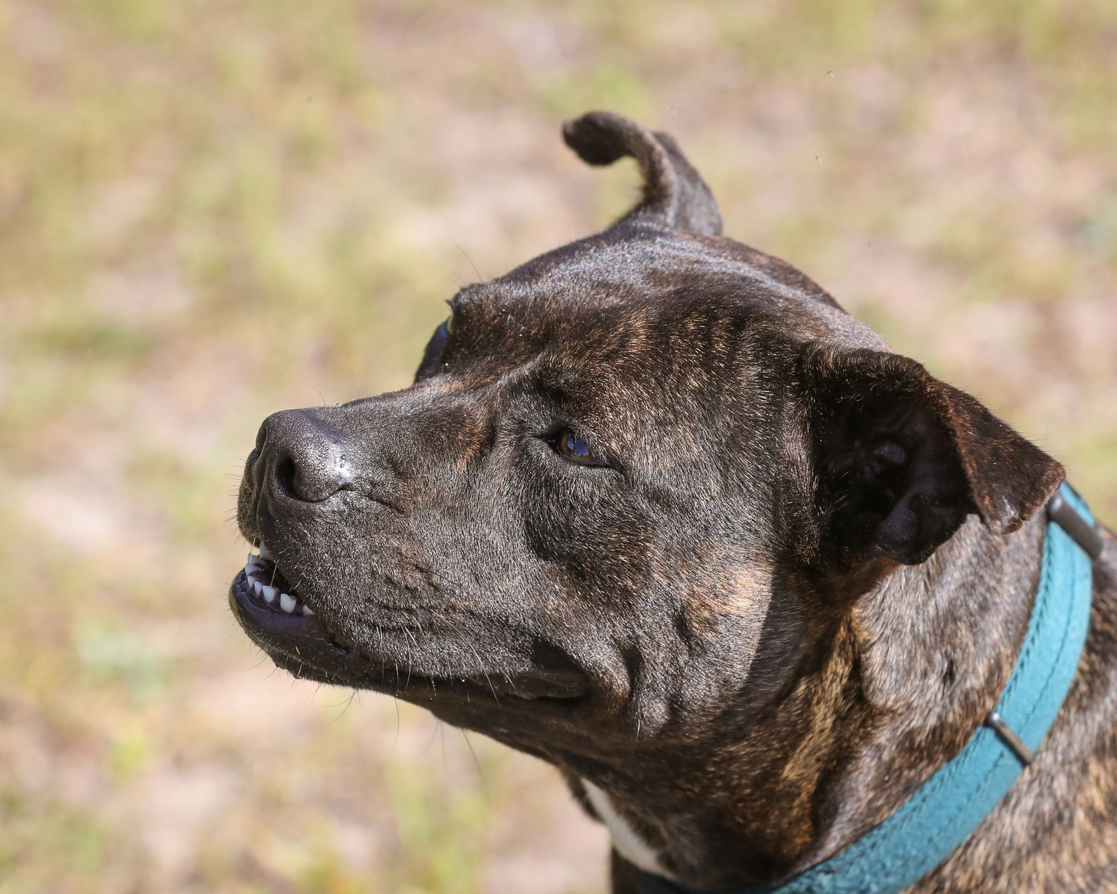 adoptable Dog in Gainesville, FL named Visitor