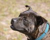 adoptable Dog in Gainesville, FL named Visitor