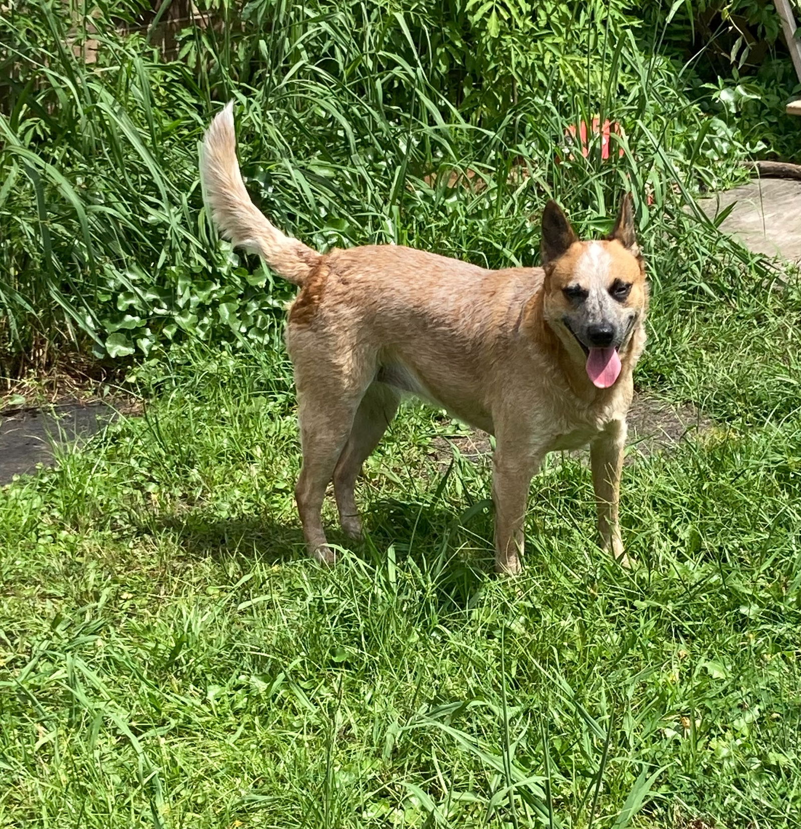 Dog for Adoption - Nova Skye, a Australian Cattle Dog/Blue Heeler in ...