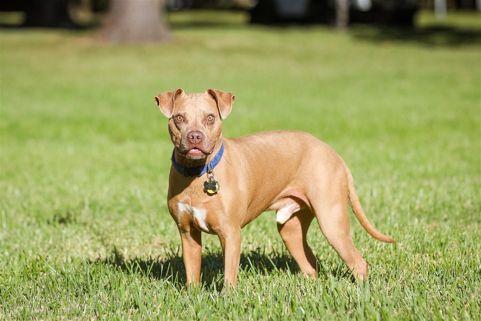 adoptable Dog in Gainesville, FL named Argus
