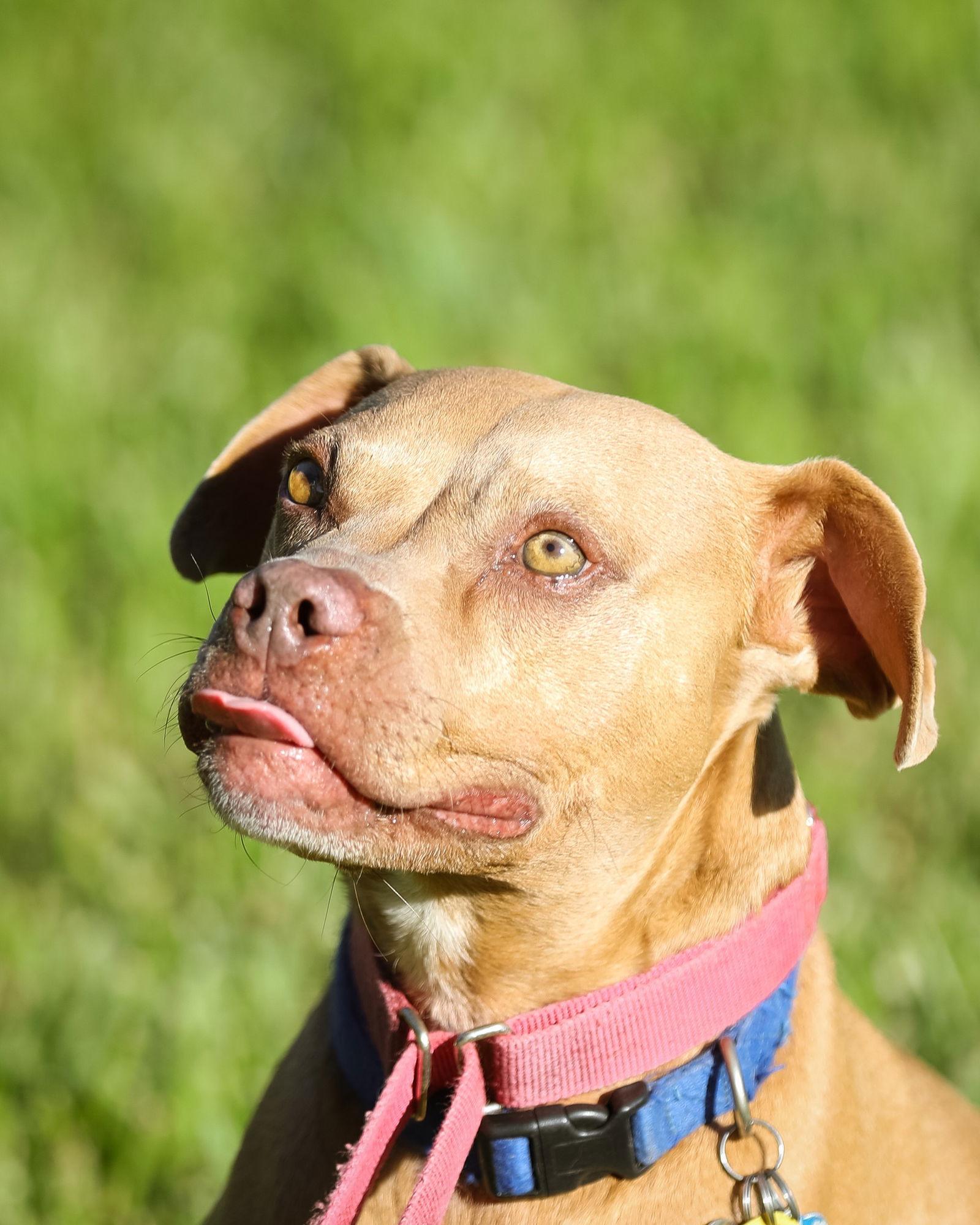 adoptable Dog in Gainesville, FL named Argus