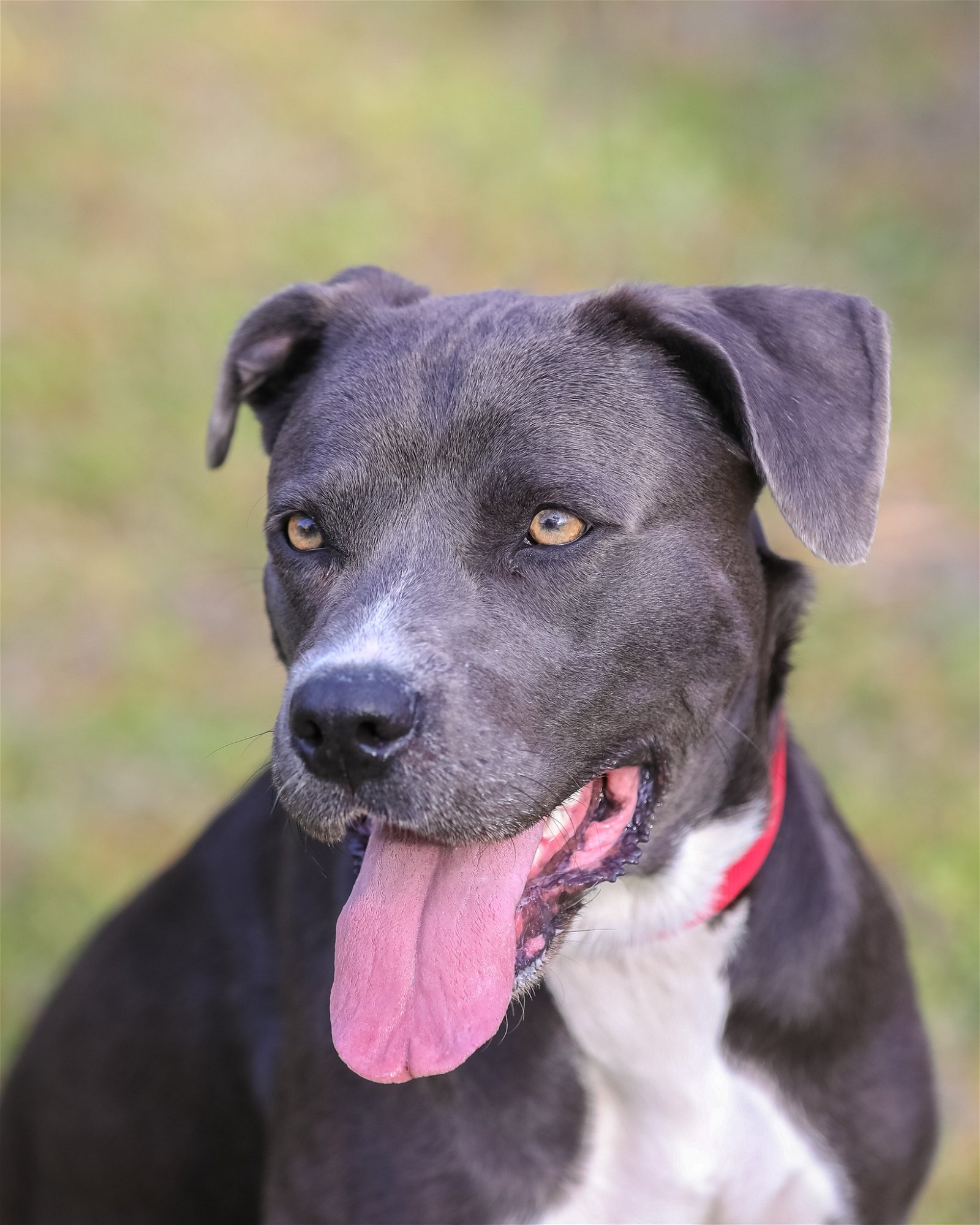 adoptable Dog in Gainesville, FL named Joy