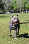 adoptable Dog in gainesville, FL named Bluey