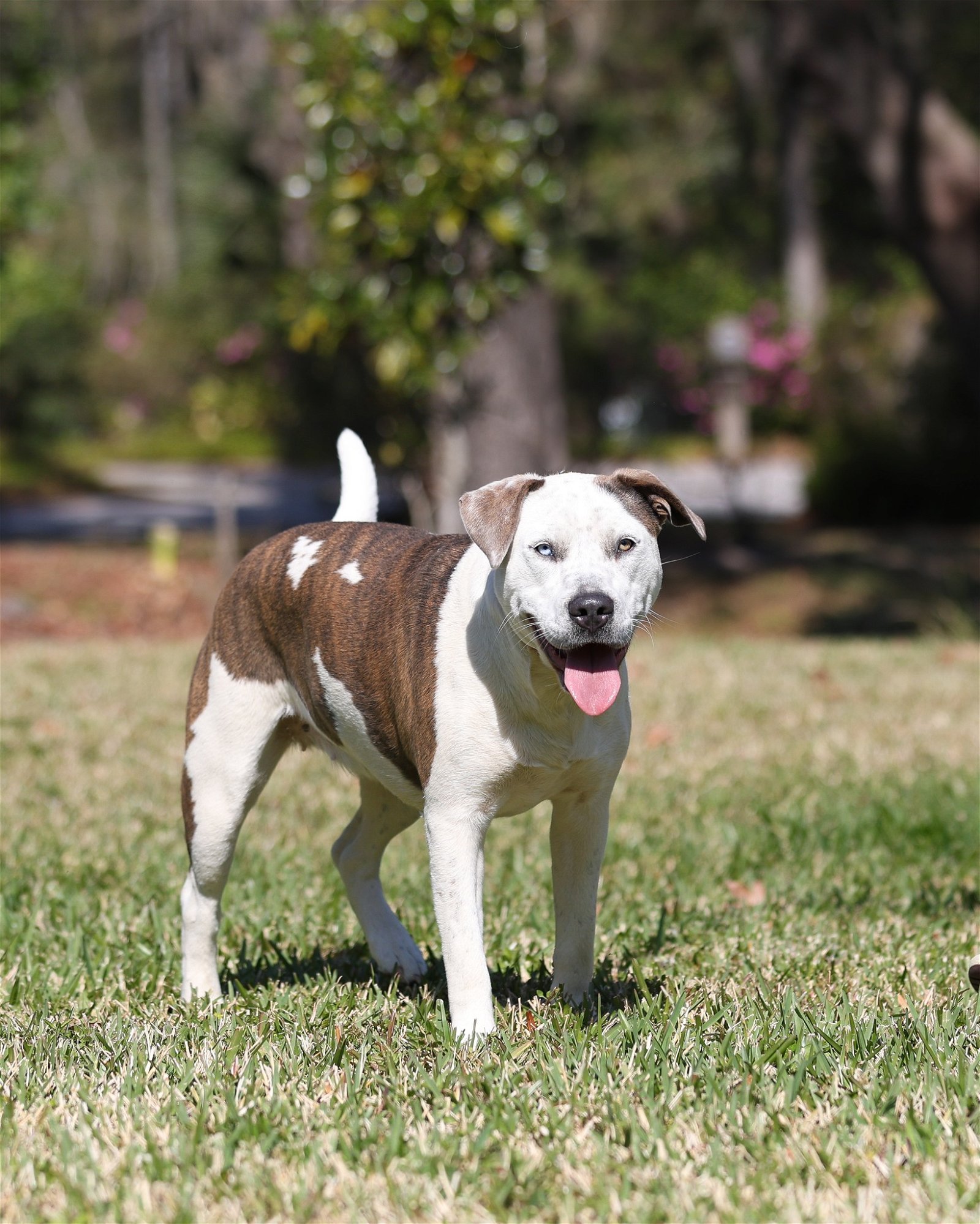 adoptable Dog in Gainesville, FL named Molly Brown