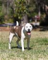 adoptable Dog in gainesville, FL named Molly Brown