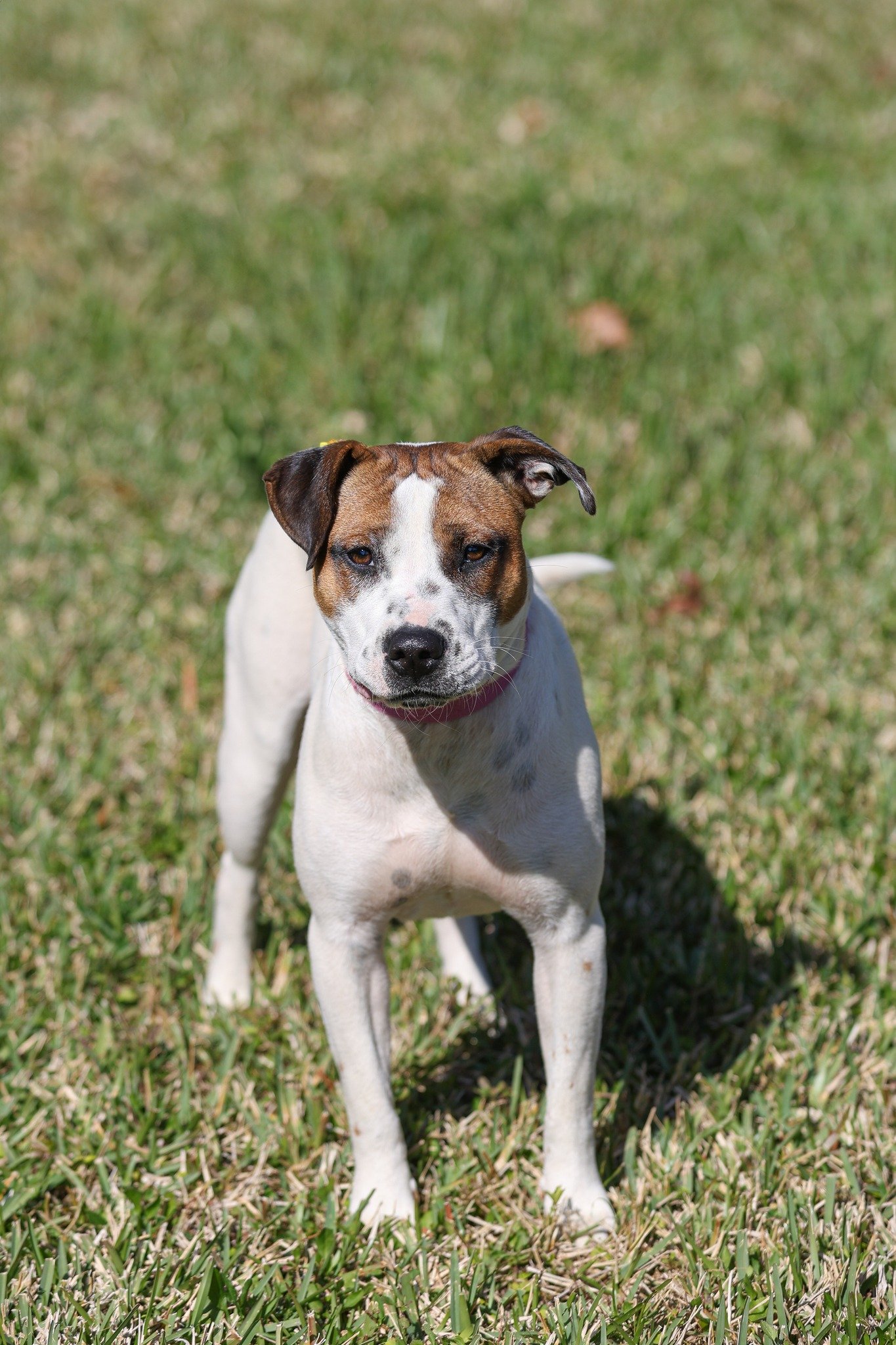 adoptable Dog in Gainesville, FL named Mia Farrow