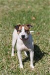 adoptable Dog in gainesville, GA named Mia Farrow