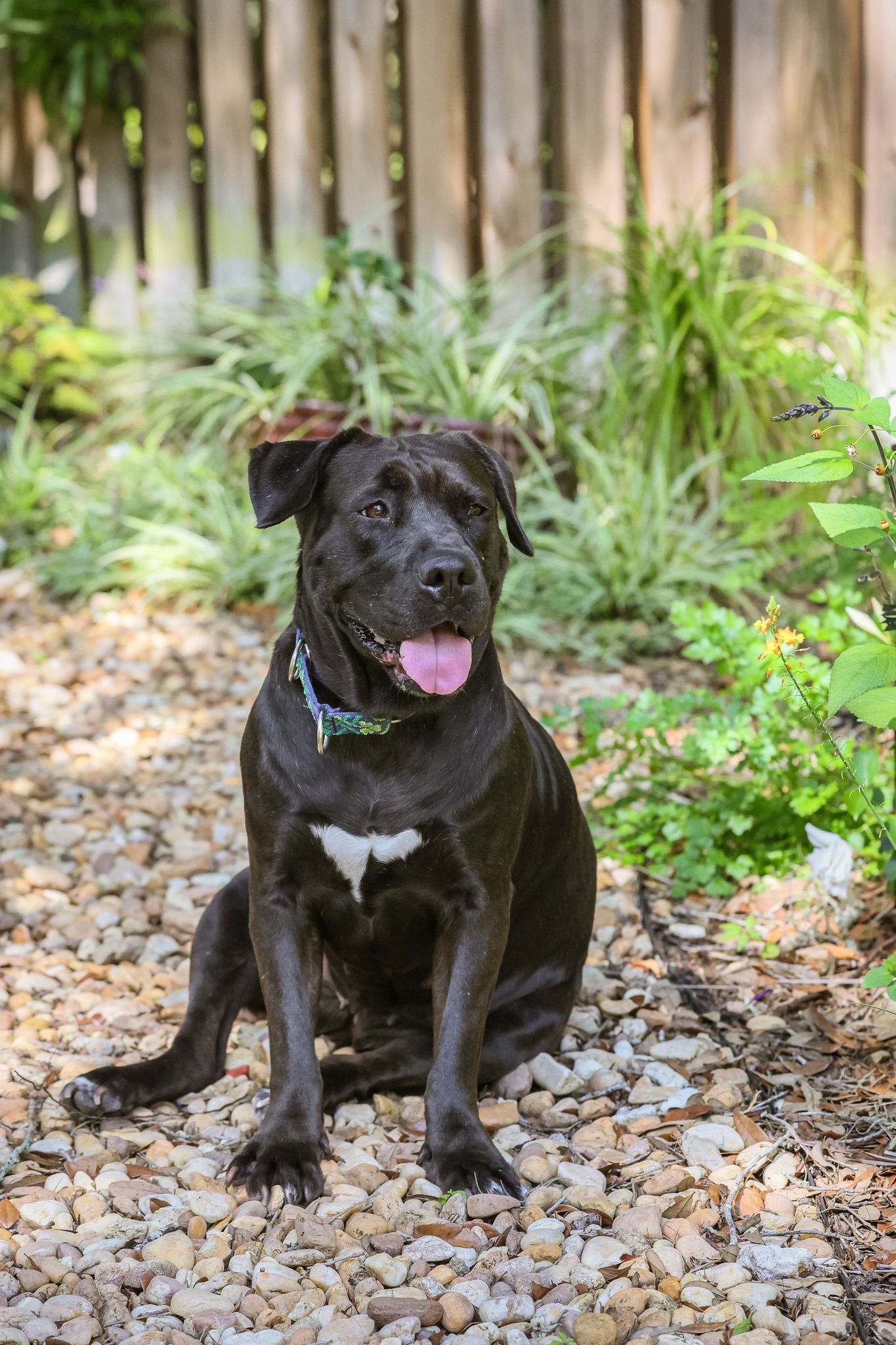 adoptable Dog in Gainesville, FL named Bumble Bee