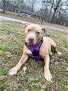 adoptable Dog in gainesville, FL named Mississippi Momma