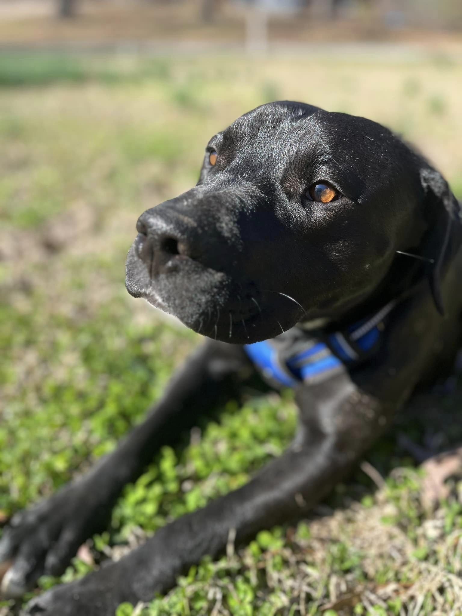 adoptable Dog in Gainesville, FL named Max de Mississippi