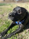 adoptable Dog in gainesville, FL named Max de Mississippi