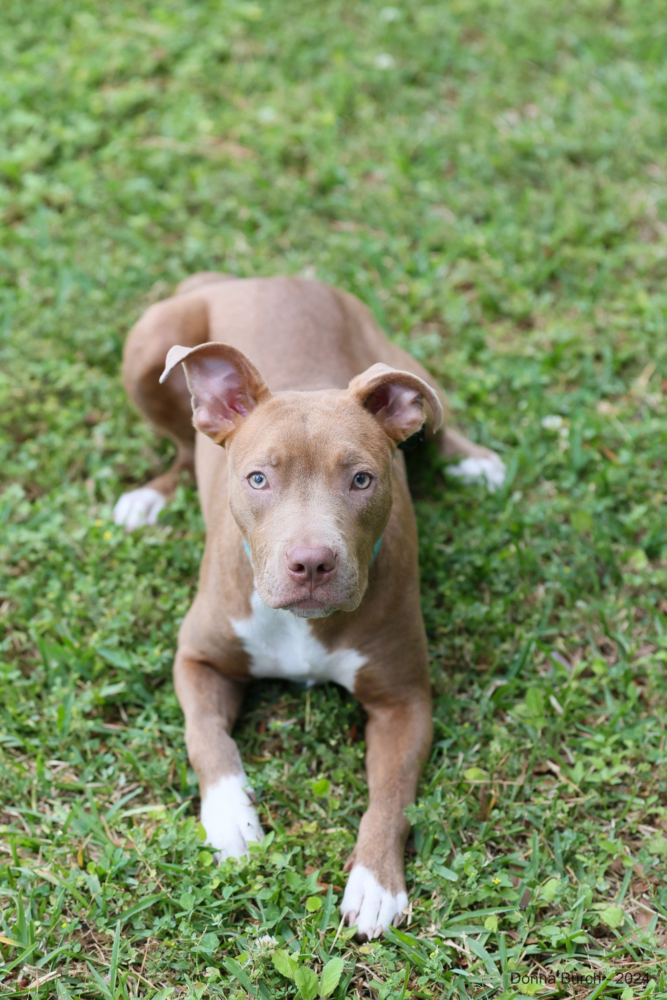 adoptable Dog in Gainesville, FL named Hazel