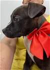 adoptable Dog in gainesville, GA named Benito
