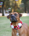 adoptable Dog in Gainesville, FL named Heath Bar