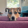 adoptable Dog in Gainesville, FL named Lucky Dog
