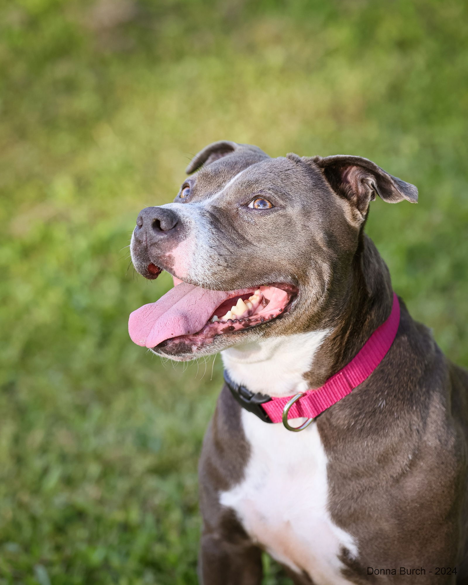 Dog for Adoption - Sweet Daisy Mae, a in Lake Butler, FL | Alpha Paw