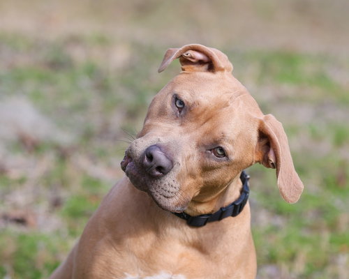 CITIZEN KANE - Unknown available for adoption