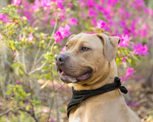 CITIZEN KANE - Unknown for adoption in Gainesville