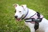 June Bug - Photo 4