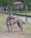 adoptable Dog in gainesville, FL named Noelle