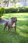 adoptable Dog in , FL named Biggie Smalls
