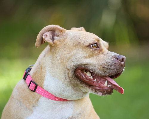 GRACIE JACKS - Unknown available for adoption