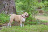 Gracie Jacks - Photo 8