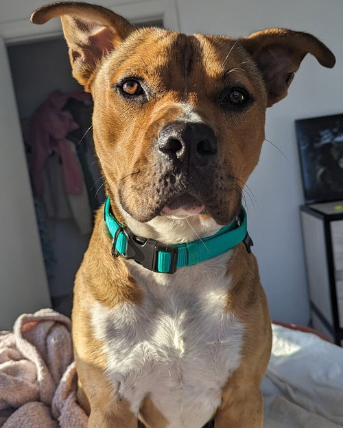 TUCKER - Unknown available for adoption