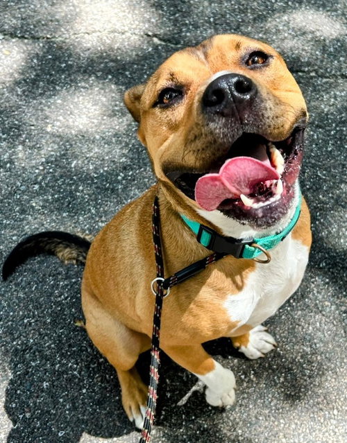 TUCKER - Unknown available for adoption