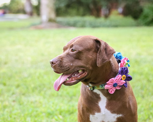 AUTUMN - Unknown available for adoption