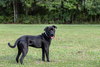 Plato - Photo 4