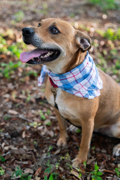 RALEIGH - Unknown available for adoption