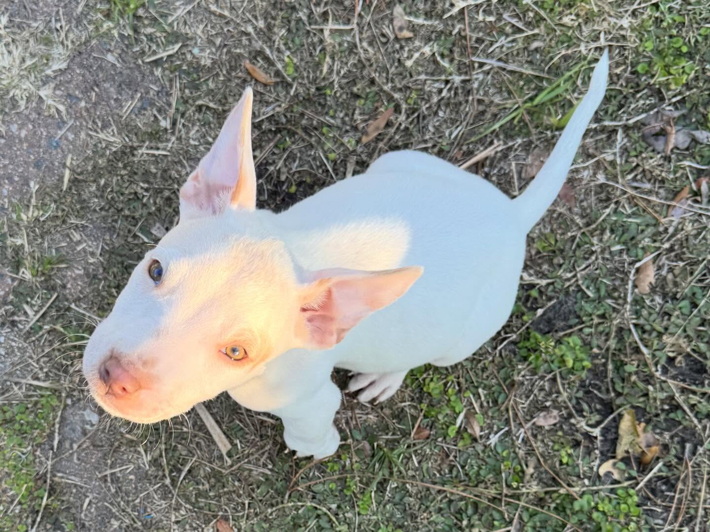 Biscotti Image