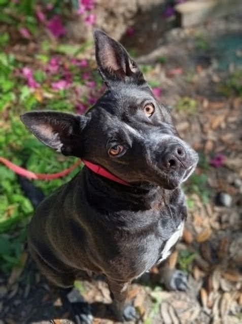 Charlotte Webb, an adoptable German Shepherd Dog in  Gainesville, FL