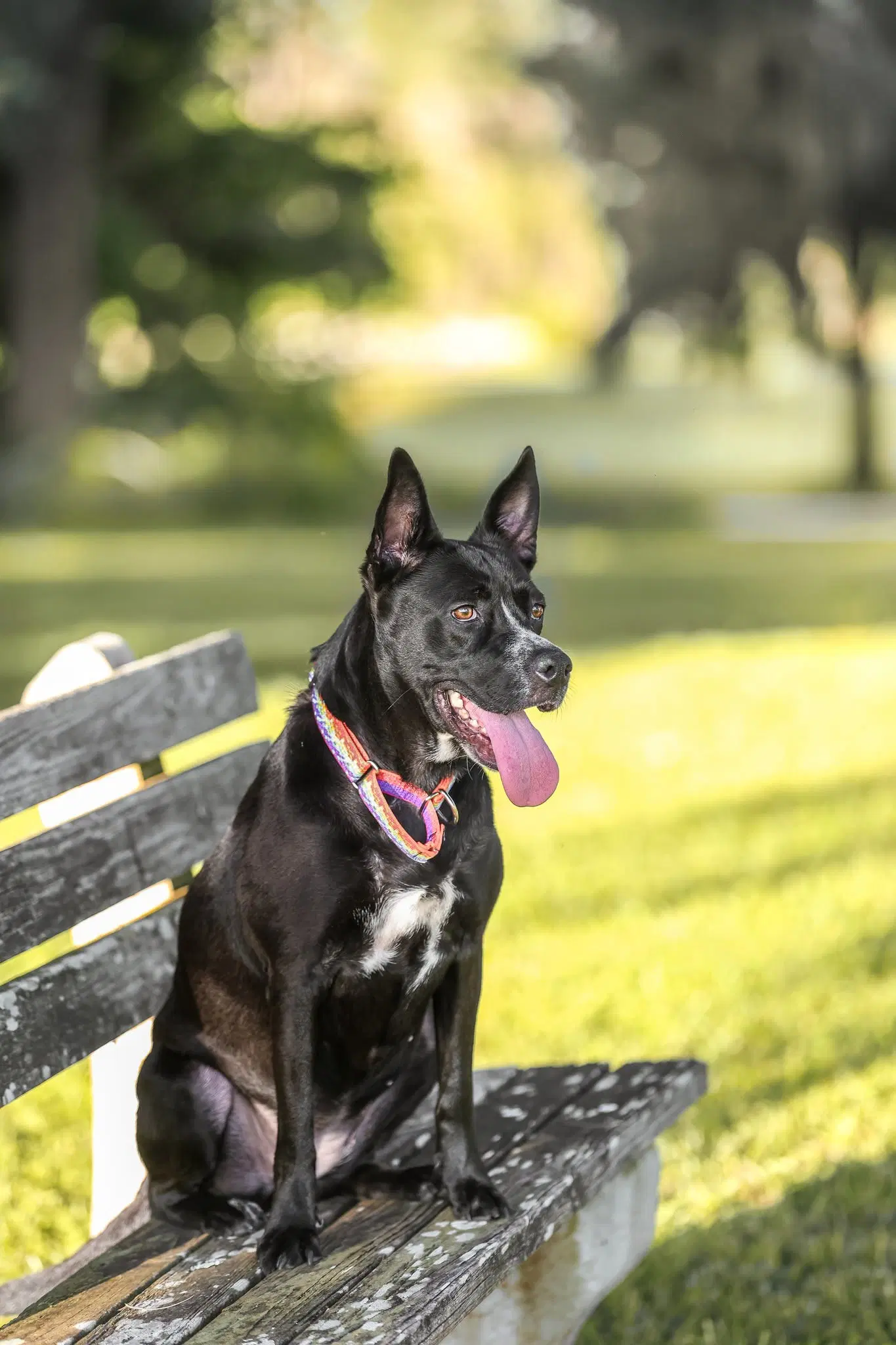 Charlotte Webb - German Shepherd Dog