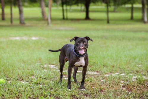 Binks photo 5