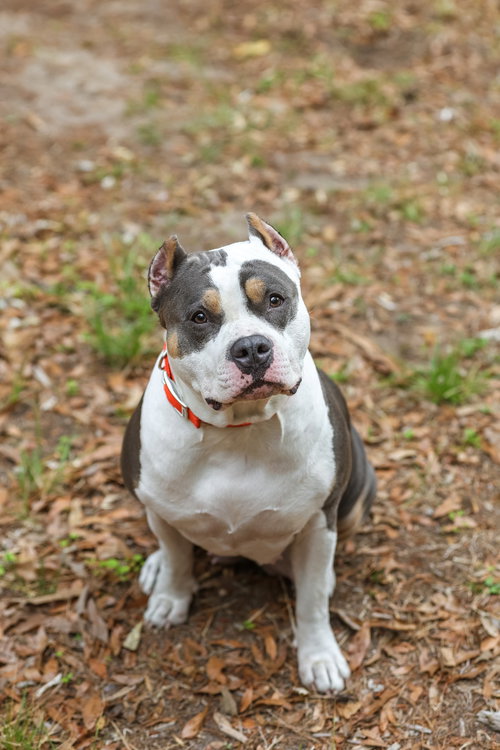 Madonna, an adoptable American Staffordshire Terrier in  Gainesville, FL
