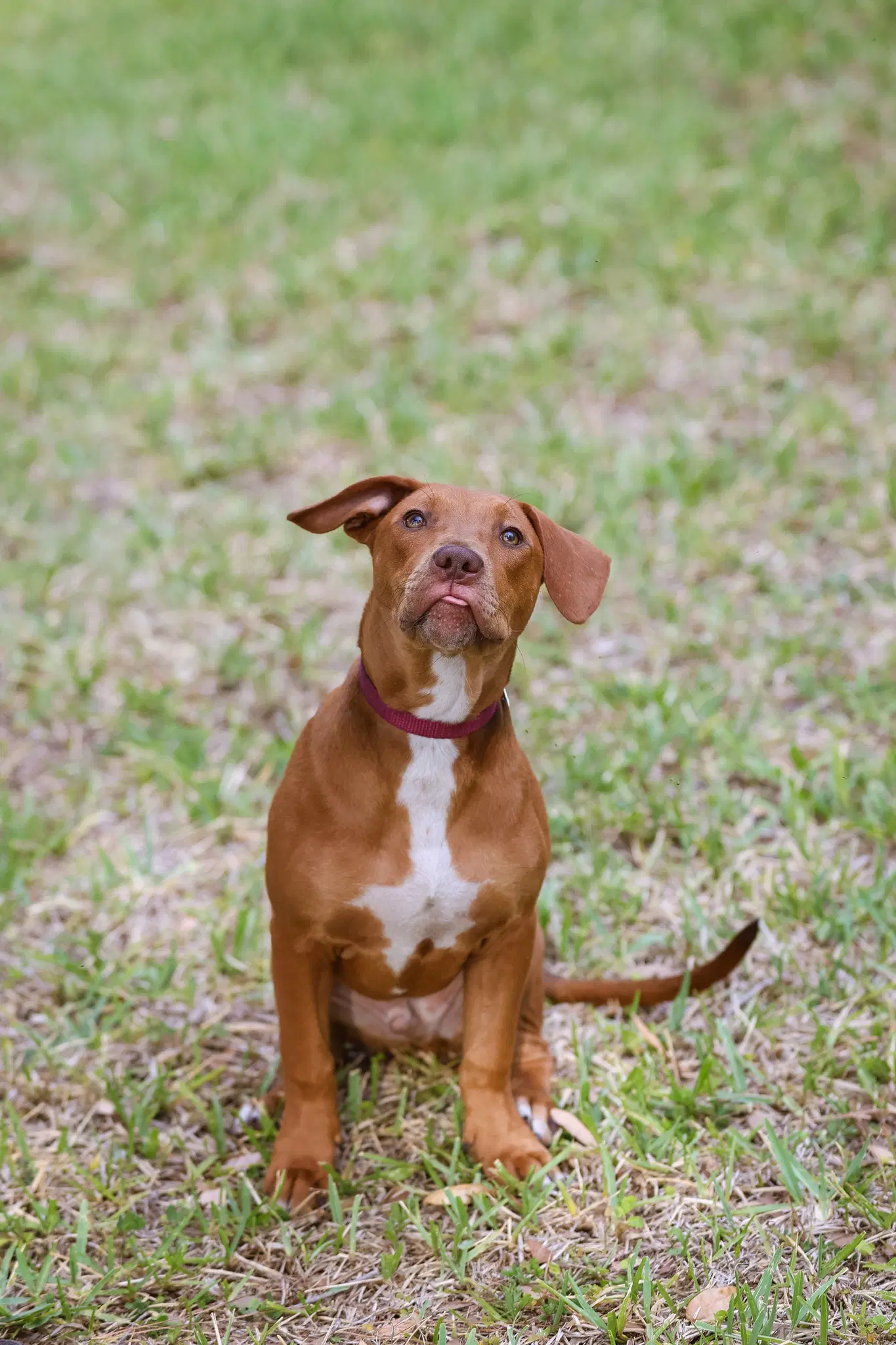 Hank - Unknown