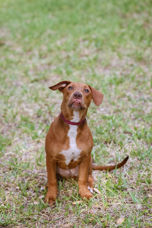 Hank, an adoptable Unknown breed in  Gainesville, FL