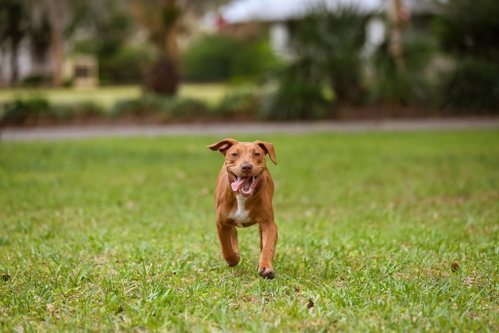 Photo 4 of Hank