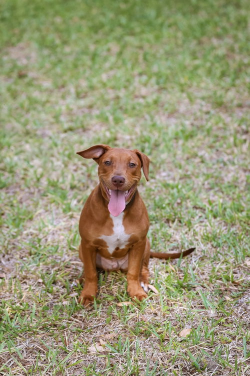 Photo 5 of Hank