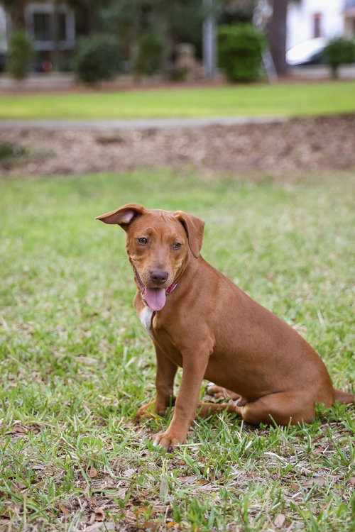 Photo 6 of Hank