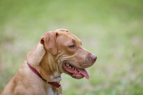 Wilbur, an adoptable Unknown breed in Gainesville, FL