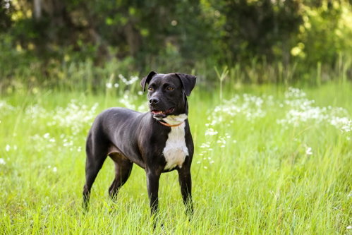 Betty Wiggles, an adoptable Unknown breed in  Gainesville, FL