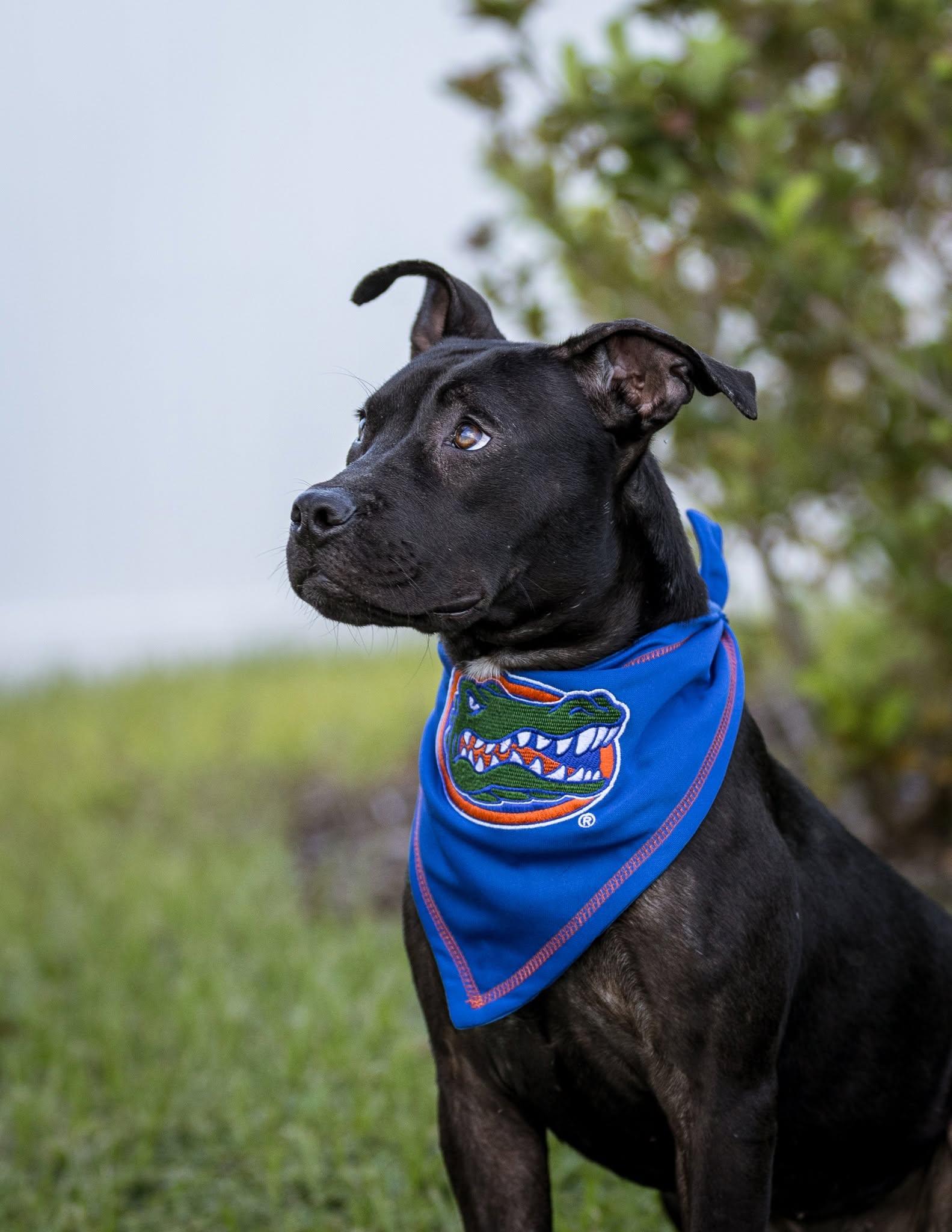 Moon, Mixed Breed