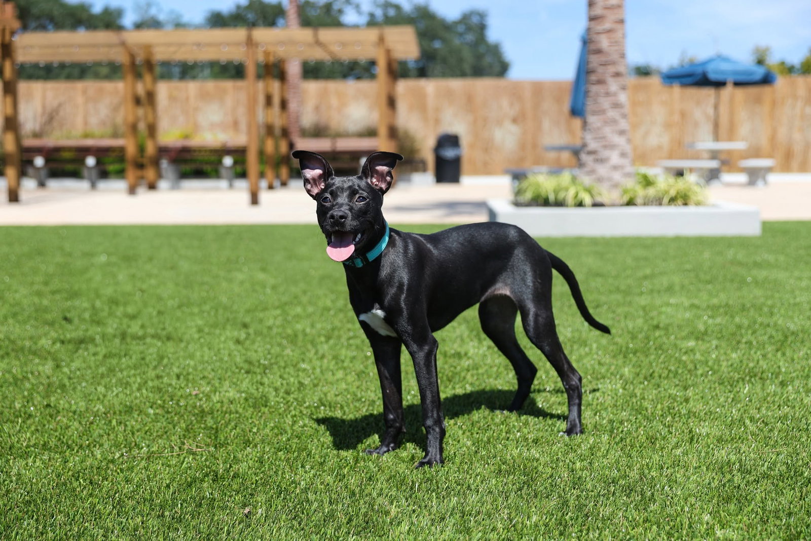 Dani, Mixed Breed